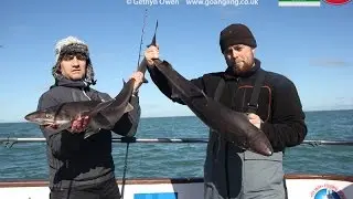 Spurdog fishing March 2016