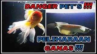 Peliharaan Bang kEdan