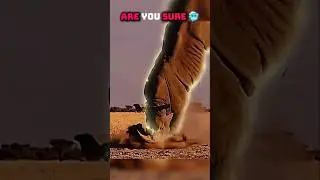 Wild life 🥶#wildlife #wildanimals #aura #sigmarule #sigma #sigmaedit #sigmaeditor #viralvideo