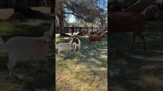 New goats meet the herd