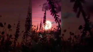 VIDEO BACKGROUND OF DUSK ATMOSPHERE WITH CAMERA MOVING FORWARD