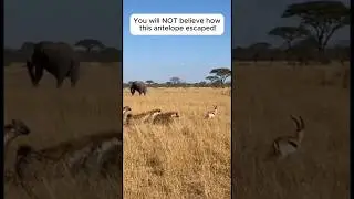 The Most EPIC Escape in History! 🤯🐘 #funny #rescue#shorts#animals #wildlife #epic #unbelievable