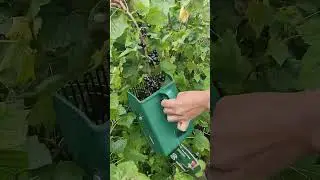 Harvesting blackberry tools #harvest #harvesting #tools #tool