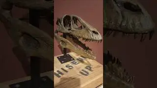 Clever Girl? The skull of Deinonychus