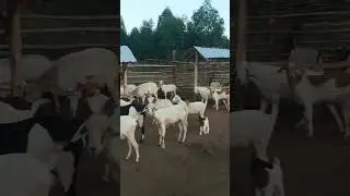 Deworming goats improves overall health and weight gain