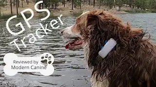Tractive GPS-трекер для собак