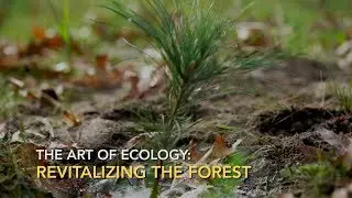 The Art of Ecology: Revitalizing the forest