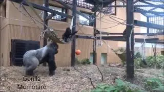 Comparative cognitive science study on primate intelligence at Kyoto City Zoo