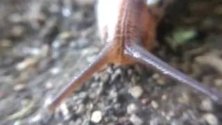 Leopard slug!
