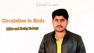 Circulation in Birds