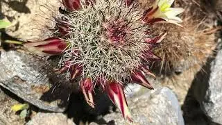 Cactus Loop Trail