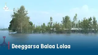 Deeggarsa Balaa Lolaa etv |Ebc  |Etv Afaan Oromoo| oduu Etv Afaan Oromoo |Ethiopia |flood |Awash