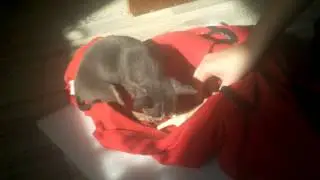 Лакомство для щенков: Titbit куриные лапки