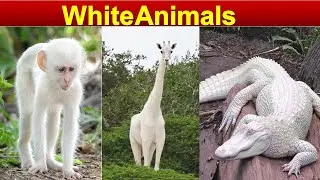 Top 10 Most Beautiful White Animals In The World | aaa discovery
