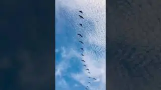 Geese Migrate!