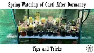 Spring Watering of Cacti After Dormancy
