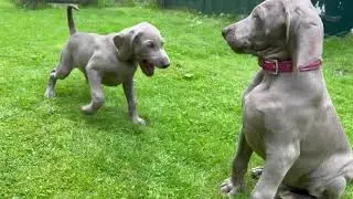 Weimaraner puppies 10 weeks old