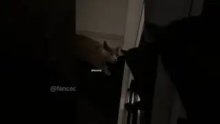 Black cat kisses my cat when I open the door... #fencecat