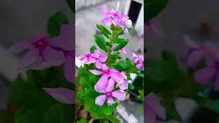 kk.?? #plants #garden #flowers #gardening #facts #houseplants #greenplants #freshplants