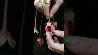 Magnoliales. Annonaceae. Goniothalamus ridleyi. Part 2 of two parts. Borneo.