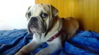 Diva Bulldog Inglese 2