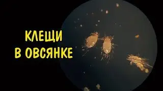 КЛЕЩИ В ОВСЯНКЕ ПОД МИКРОСКОПОМ. Acarus siro