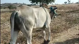 పాల పల్ల ఒంగోలు కోడెదూడ అమ్మకానికి ఉంది | Milkteeh Ongole Bull for sale in Telangana 