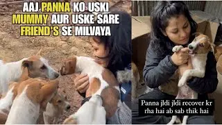 Ab sab acha ho raha❤️🙏🏻 #animalrescue  #indiedogs #puppy 