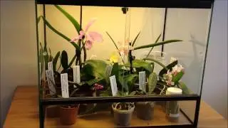 Vivarium Terrarium Orchidarium Orchidejos.lt 3