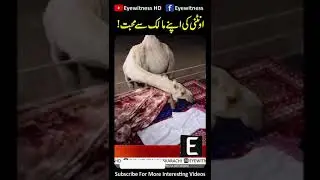 Saudi Camel Love | #viral #fact #foryou #fy #shorts #fyp | Eyewitness News Karachi | #camel #love |