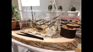 Ознакомительное видео о Dolichoderus quadripunctatus