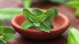Stevia, Planta como endulzante natural