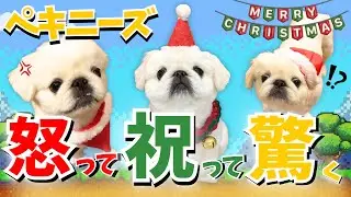 ペキニーズのクリスマスが想像以上に「喜怒哀楽」で可愛すぎました