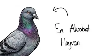 Eğer Bir Taklacı G&uuml;vercin Olarak Doğsaydın?
