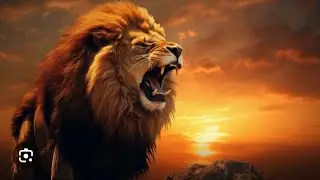 Raju (lion) full in action.
