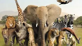 Special Animals #Amazon wildlife in 4k#nurseryrhymes #kids animal
