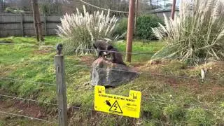 Spider Monkeys 2016