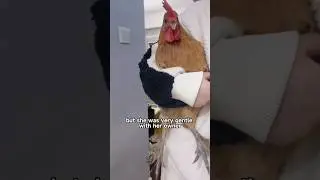 Such an adorable pet chicken is simply irresistible! #shortvideo #animals #cute #shorts #pets #pet