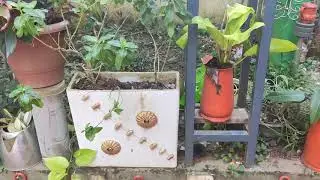 Damaged kitchen vessels can be converted to beautiful garden pots. scene from Kottayam . Kerala