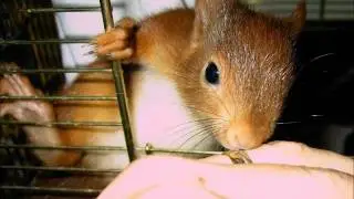 Zwei Eichh&ouml;rnchen in Pflege.wmv
