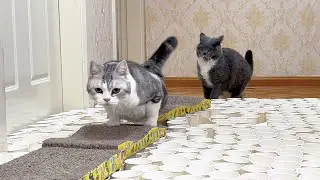 Cats vs Cardboard Bridge on Paper Cup