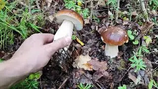 Vatovec obrovsk&yacute; a in&eacute;