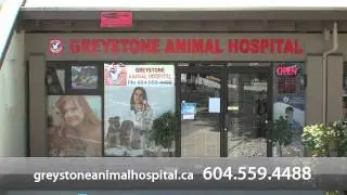 Greystone Animal Hospital - Short | Burnaby, BC