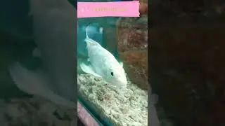 Milky Koi fish #fish #aquarium #viral #shortvideo #shorts #ytshorts