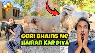 Gori Bhains Ne Hairan Kar Diya 😲 Village Life Pakistan😍 mine Thumbnail Kaise Banata Hoon💔