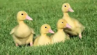 милые животные для детей | Звуки животных