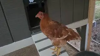 Rooster or Hen? ISA Brown 11 weeks old.