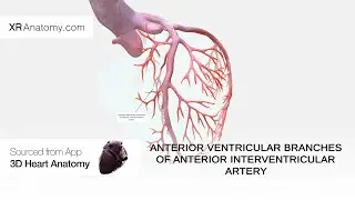 Anterior ventricular branches of anterior interventricular artery