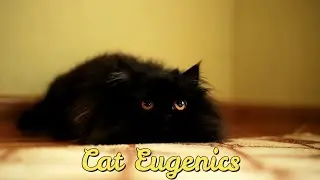 Genetics And Eugenics In Papered Cats! 😻