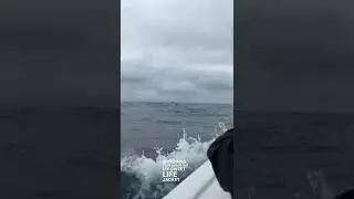 Chasing WHALES in Ecuador! #shorts